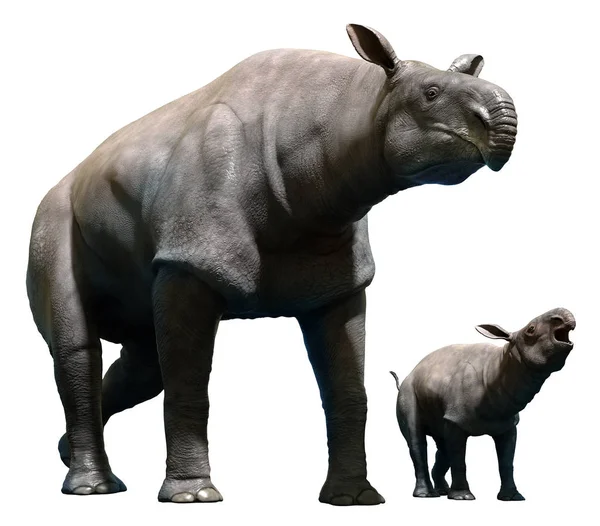 Paraceratherium con ilustración 3D de la pantorrilla —  Fotos de Stock