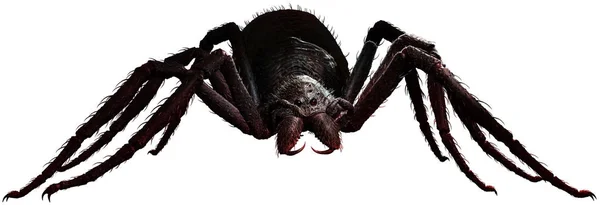 Giant Spider Illustration — Stock Photo, Image