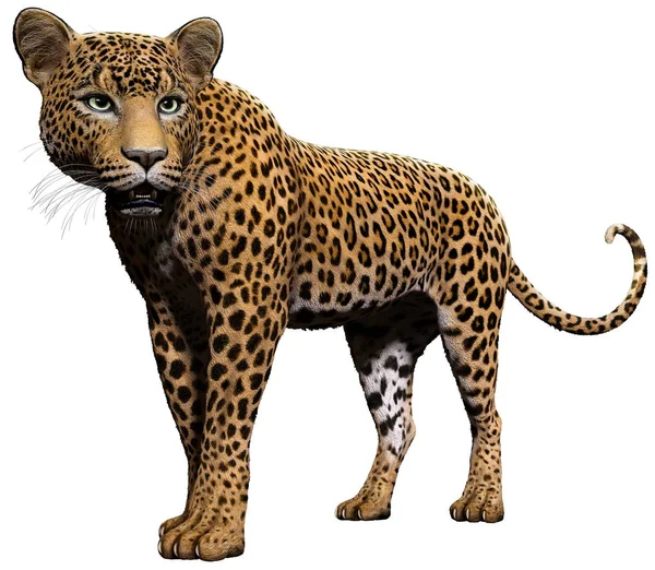 Leopardí Stojící Ilustrace — Stock fotografie