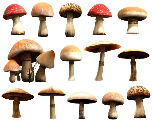 Uma Seleção Cogumelos Ilustração — Fotografia de Stock