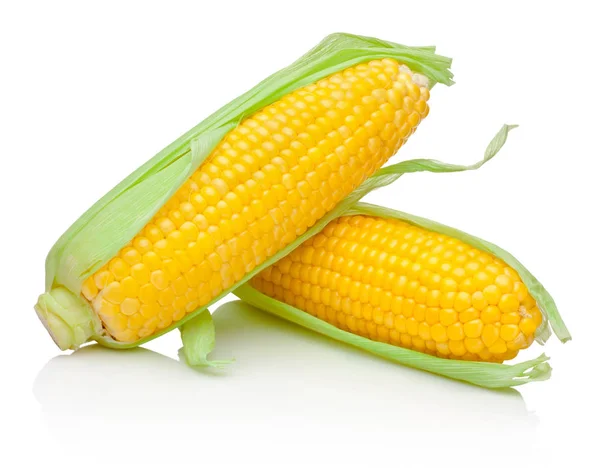 Két kukorica cob elszigetelt fehér background — Stock Fotó