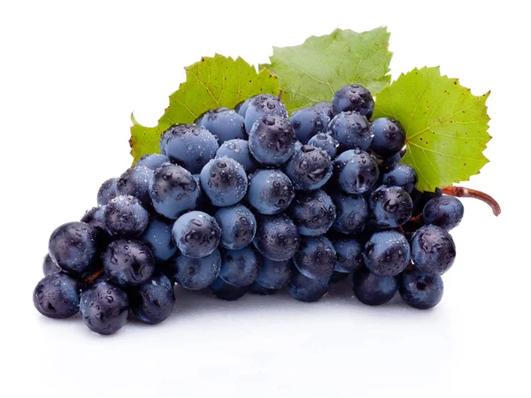 Bouquet humide de raisins bleus avec des feuilles isolées sur fond blanc — Photo