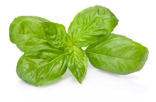 Fresh green basil herb leaves isolated on white background — Stock Photo, Image