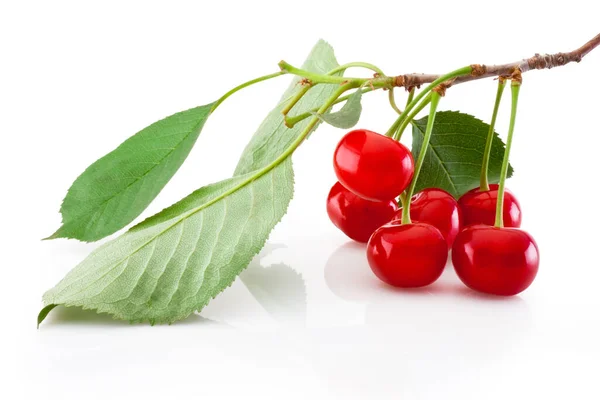Cherry Branch Leaf Isolated White Background — Stock Photo, Image