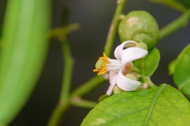 Yeşil yapraklarla çevrili bir demet limon tomurcuğunun açan beyaz çiçeği.