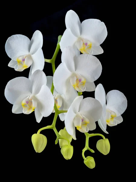Цветущий фаленопсис орхидея белая с плотными листьями в кастрюле . — стоковое фото