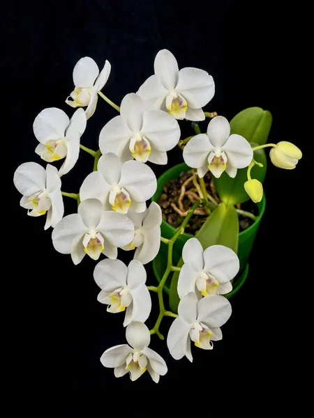 Blooming phalaenopsis orchid is white with dense leaves in a pot. — Stock Photo, Image