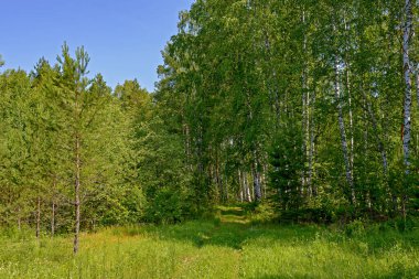 Ağaçların ve çam ağaçlarının arasında çimenler boyunca bir patika.