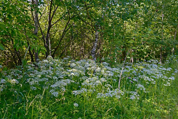 Floraison inflorescences blanches herbe forestière dans un éclat ensoleillé . — Photo
