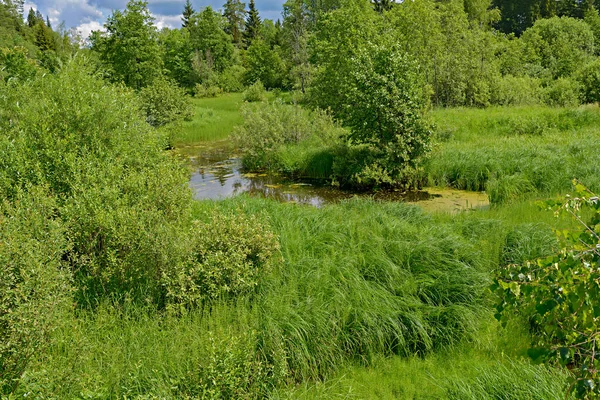 Заросшие пышной травой и кустарники на дне маленькой реки . — стоковое фото