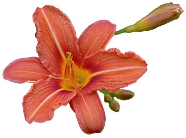 Çiçek açık kırmızı-sarı çizgili bir zambaktır..