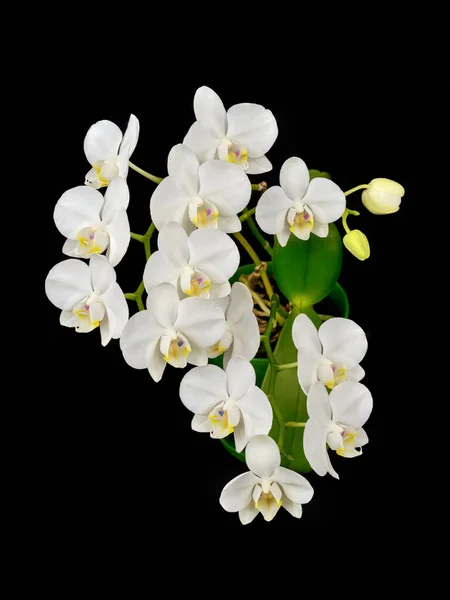 Цветущий фаленопсис орхидея белая с плотными листьями в кастрюле . — стоковое фото