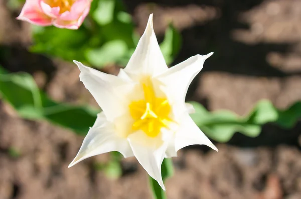 Tulipa que cresce no jardim — Fotografia de Stock