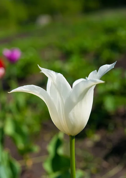 O jardim Tulipa — Fotografia de Stock
