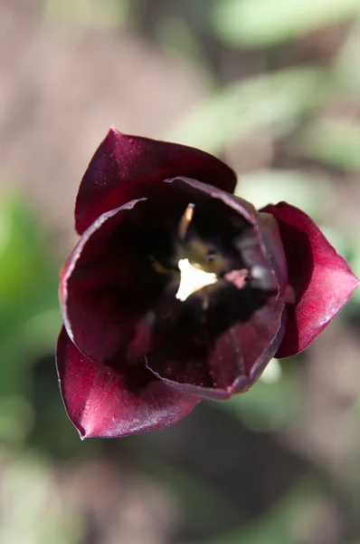 O jardim Tulipa — Fotografia de Stock