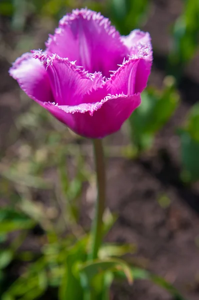 Сад Тюльпанов — стоковое фото