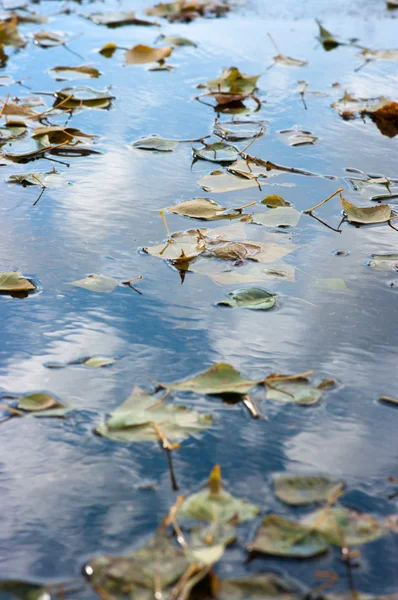 Yellow fallen leaves on the surface of the puddle Royalty Free Stock Photos