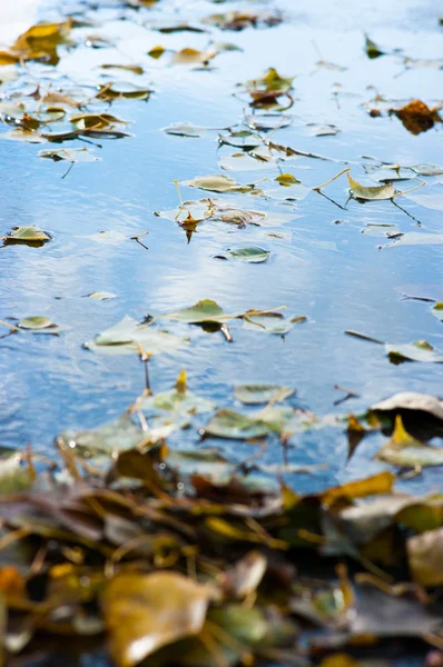 Yellow fallen leaves on the surface of the puddle Stock Picture