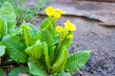 Primula, renkli bahar çiçekleri