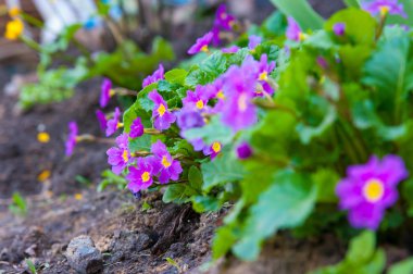 Primula, renkli bahar çiçekleri