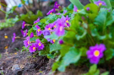 Primula, renkli bahar çiçekleri