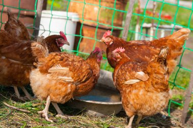 kahverengi tavuk canlı