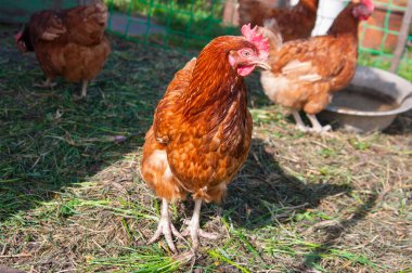 kahverengi tavuk canlı