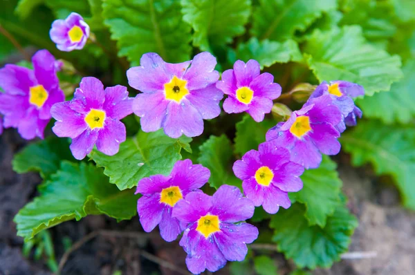 报春花，姹紫嫣红的春天的花朵 — 图库照片