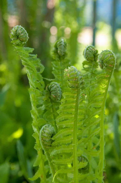 Blommande ormbunke lämnar Stockbild