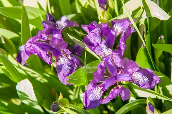 Iris blomma Royaltyfria Stockfoton