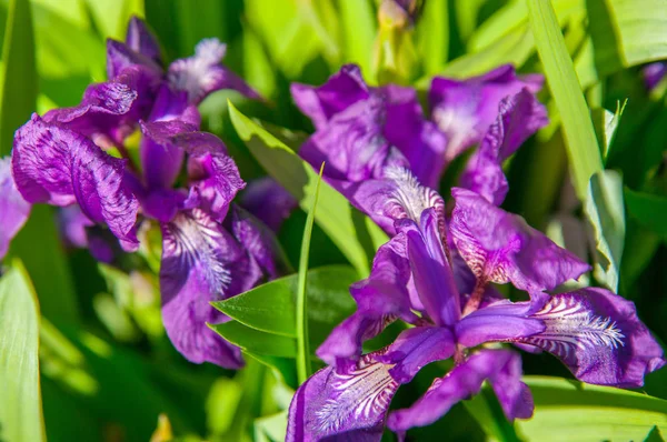 Iris blomma Royaltyfria Stockbilder