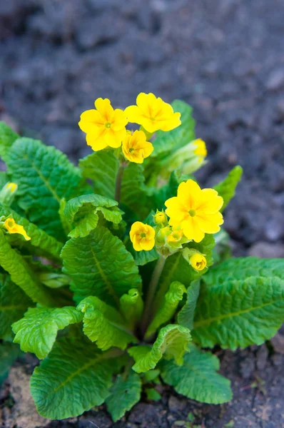 Primula, colorful spring flowers Stock Image