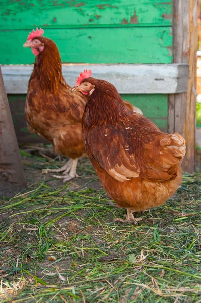 Levande bruna kyckling Stockbild