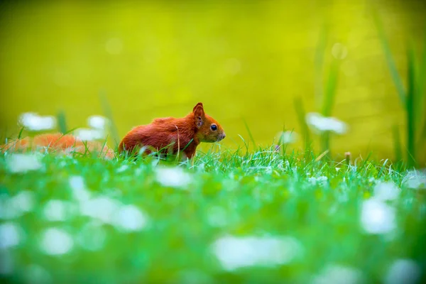 Rotes Eurasisches Eichhörnchen — Stockfoto