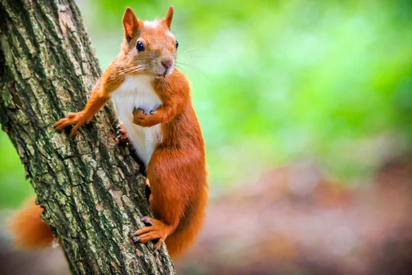 Wiewiórka czerwona zwyczajna — Zdjęcie stockowe