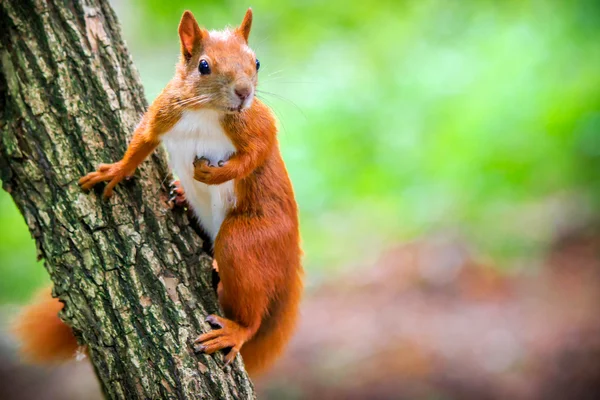 Red Eurasian squirrel — Stock Photo, Image