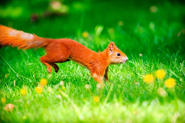 Red Eurasian squirrel — Stock Photo, Image