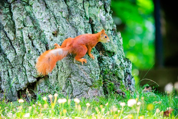 Rotes Eurasisches Eichhörnchen — Stockfoto