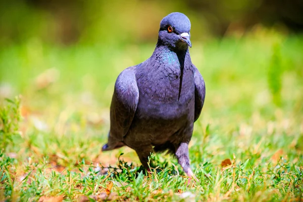 Pigeon in the grass — Stock Photo, Image