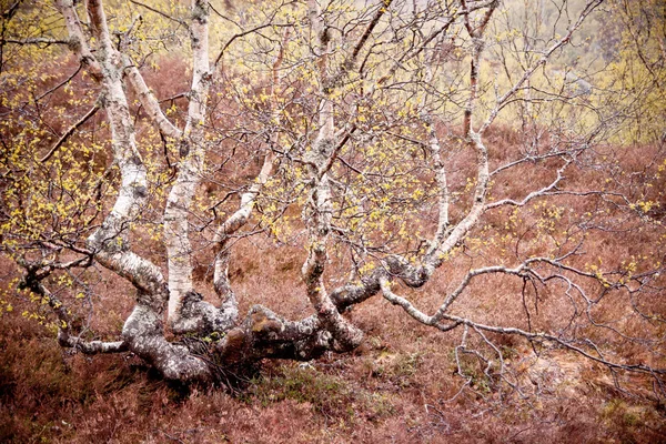 Yağmur sırasında Norveç huş ağacı — Stok fotoğraf