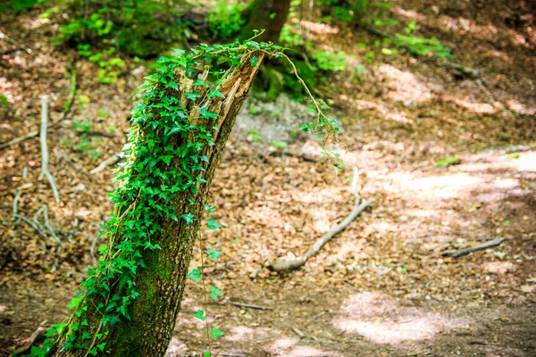 Tronco de árvore na floresta — Fotografia de Stock