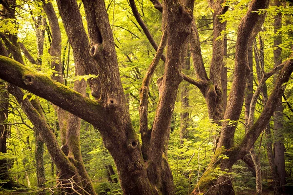 Ramos de árvores na floresta — Fotografia de Stock