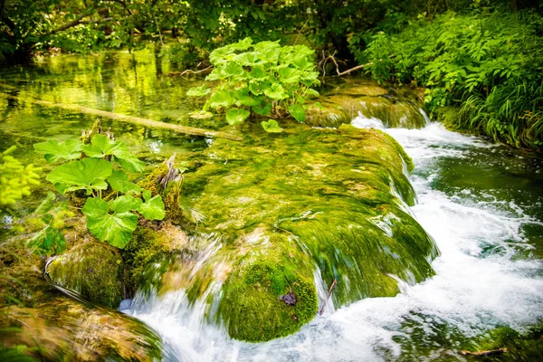 Plitvice lake in Kroatië — Stockfoto