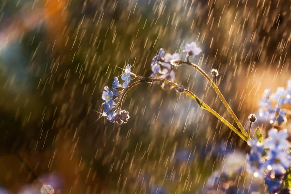 Nefelejcs virág az esőben — Stock Fotó
