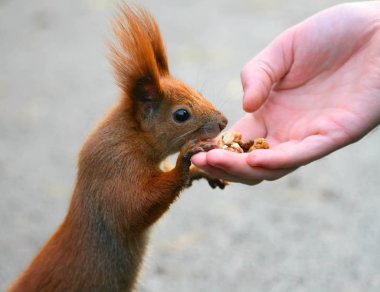Kızıl sincap elinden yemek