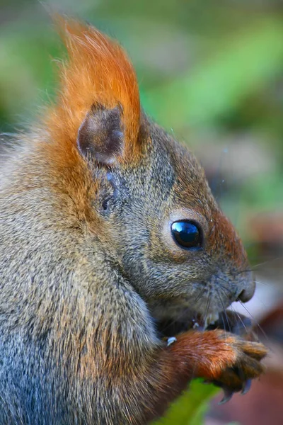 Close-up van rode Euraziatische eekhoorn — Stockfoto