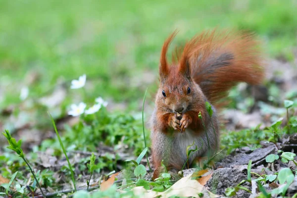 Red Eurasian squirrel on the grass — Stockfoto