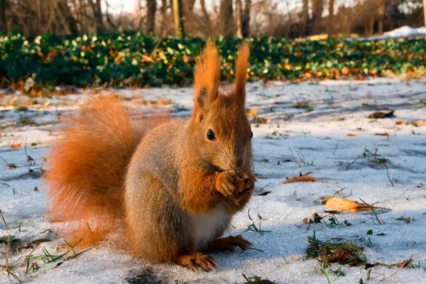 Vörös mókus a természeti környezet — Stock Fotó