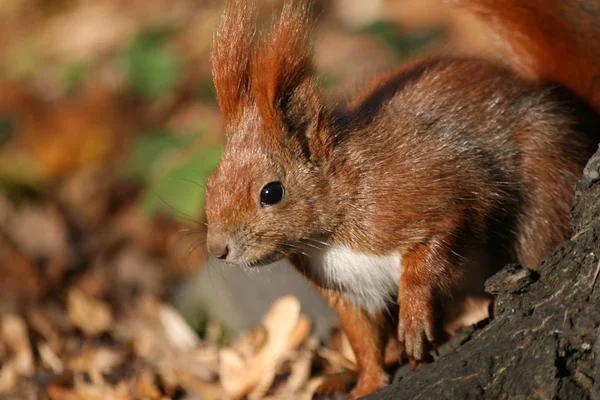 Petit écureuil mignon sur les feuilles — Photo