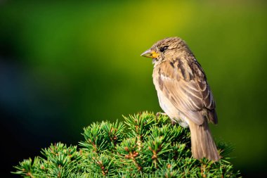 Sparrow on the green background clipart